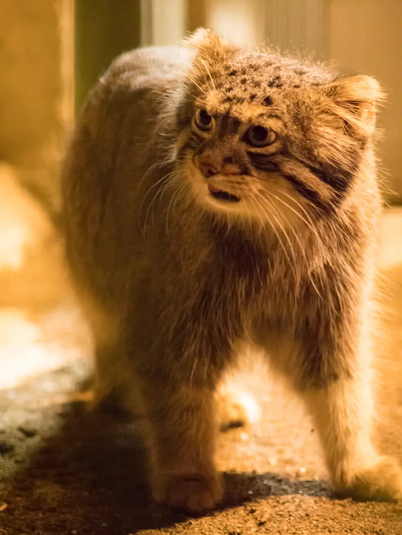 A photograph of Figa in Nogeyama Zoo