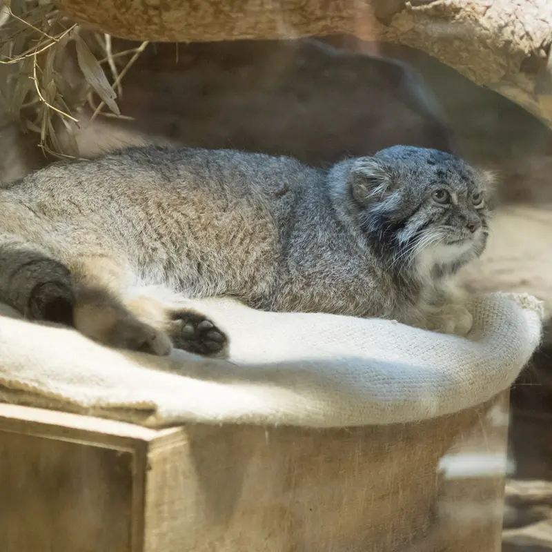 A photograph of Klyon in Ueno Zoological Gardens