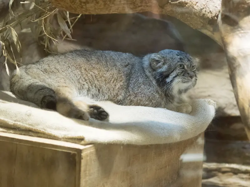 A photograph of Klyon in Ueno Zoological Gardens