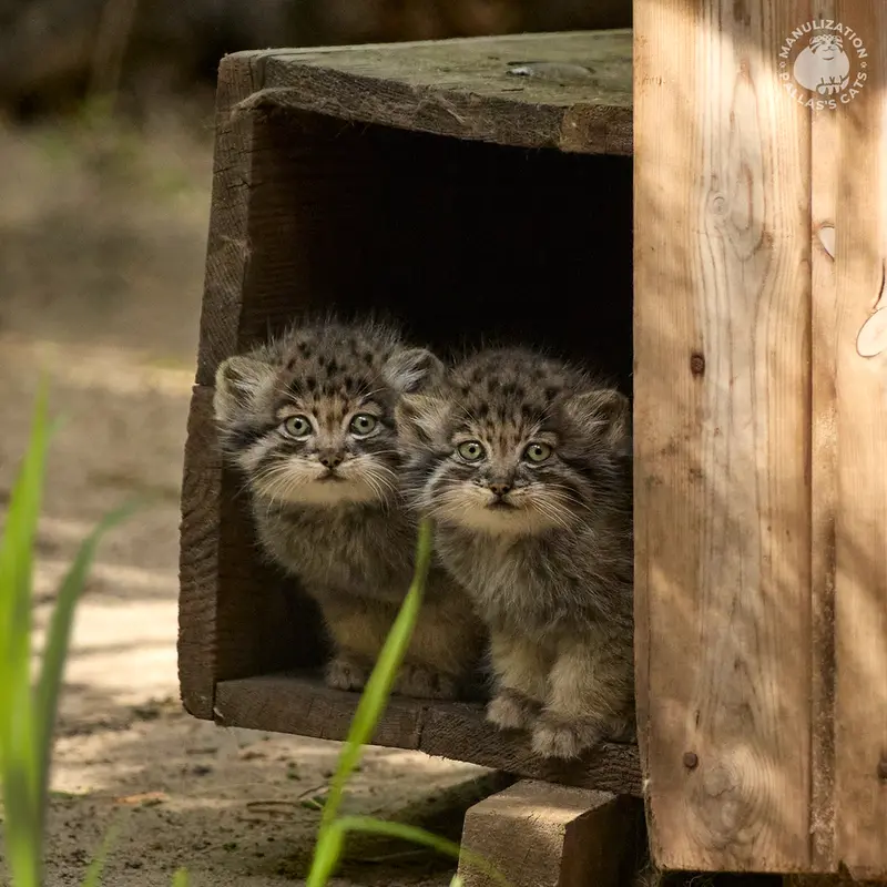 A photograph of Nezabudka and Daughter of Lolo 2024 Ⅴ in Novosibirsk Zoo