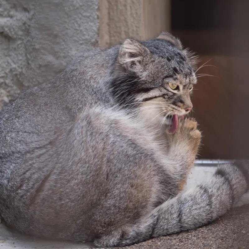 A photograph of Figa in Nogeyama Zoo