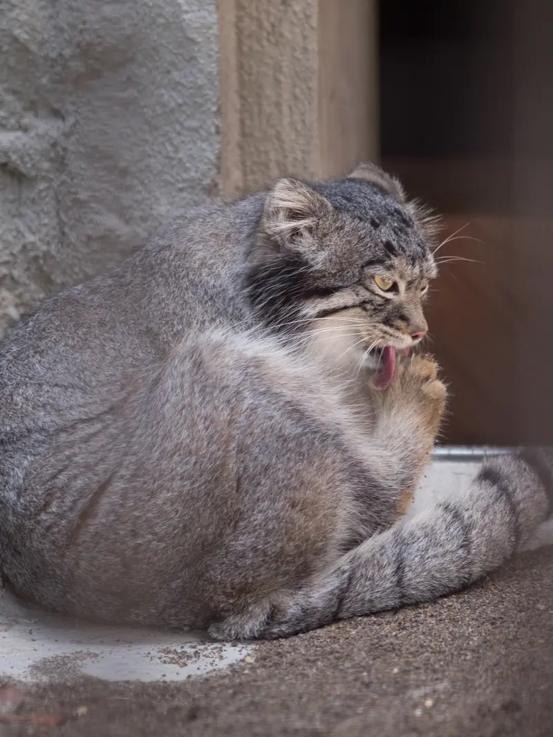 A photograph of Figa in Nogeyama Zoo