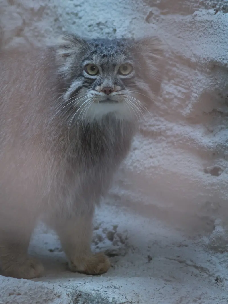 A photograph of Figa in Nogeyama Zoo