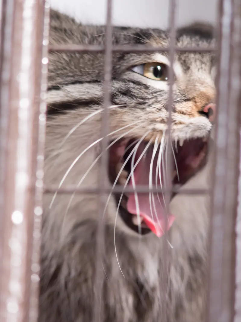 A photograph of Figa in Nogeyama Zoo