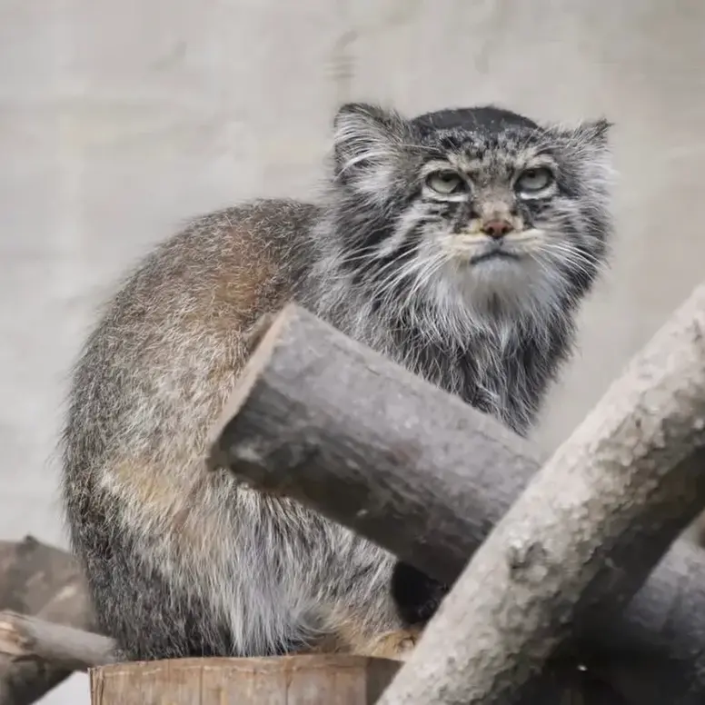 A photograph of Vorace in Lille Zoo