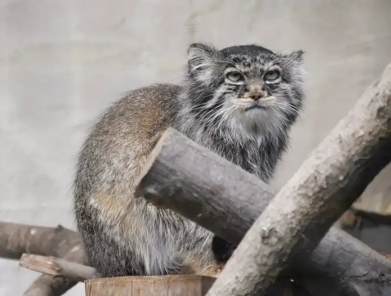 A photograph of Vorace in Lille Zoo