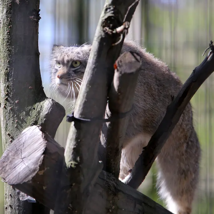 A photograph of Tsas in Kraków Zoo