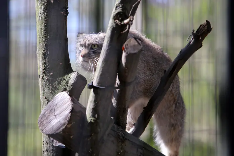 A photograph of Tsas in Kraków Zoo