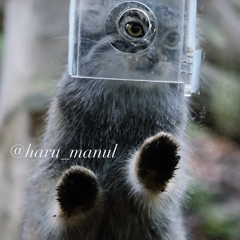 A photograph of Abrikos in Nasu Animal Kingdom