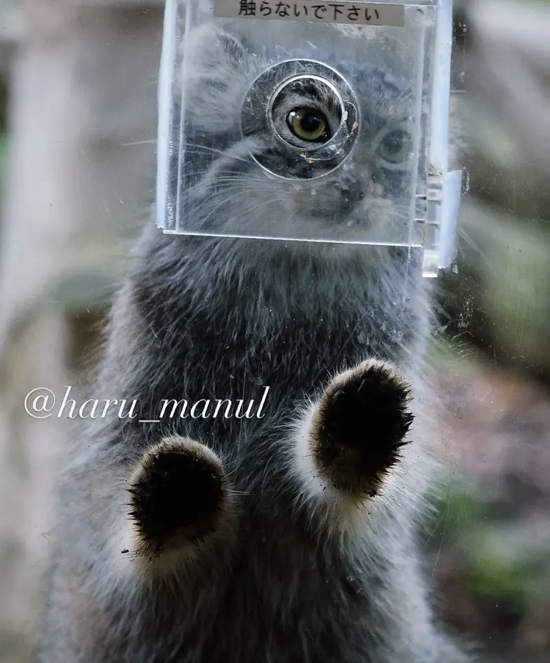 A photograph of Abrikos in Nasu Animal Kingdom