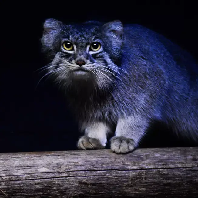 A photograph of Pabu in Lake Superior Zoo