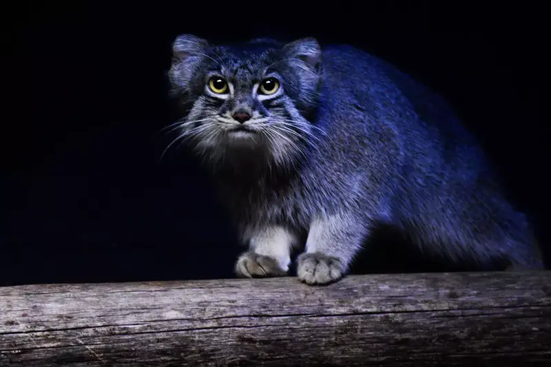 A photograph of Pabu in Lake Superior Zoo
