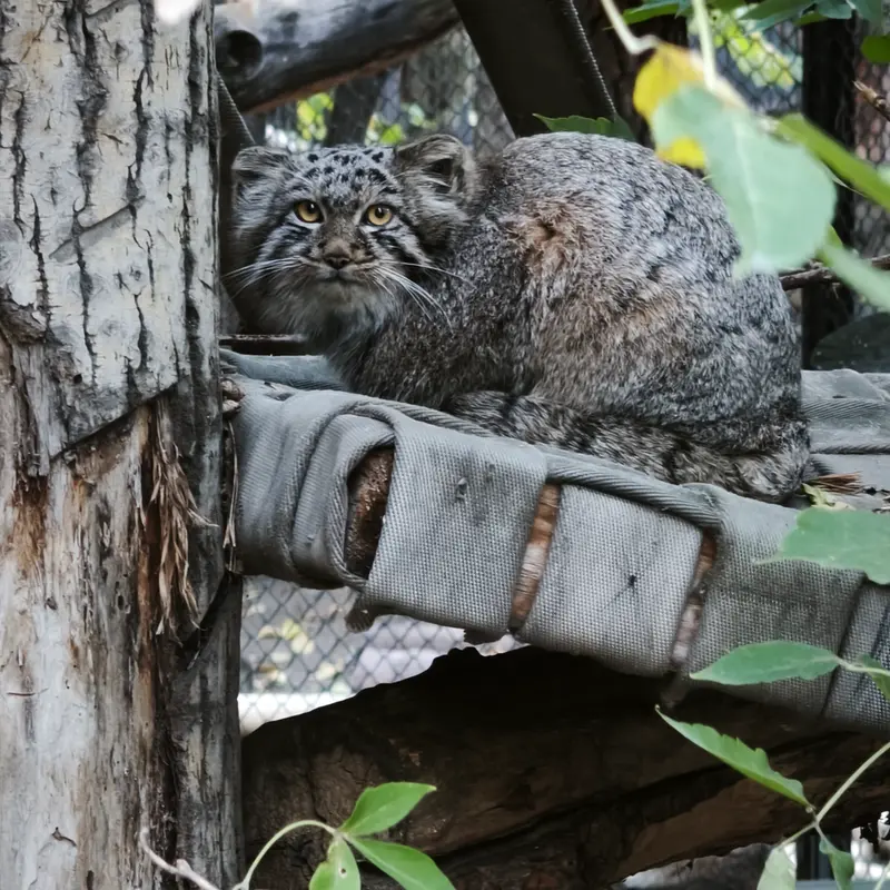 A photograph of a Pallas's cat in Novosibirsk Zoo