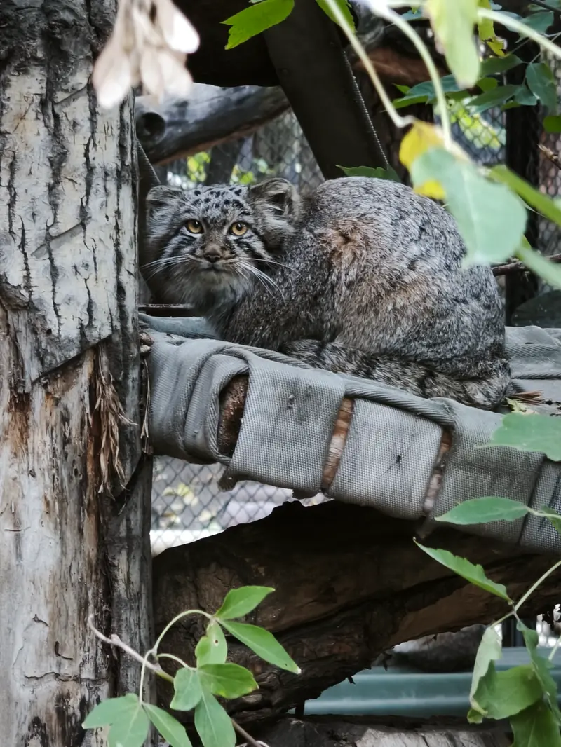 A photograph of a Pallas's cat in Novosibirsk Zoo