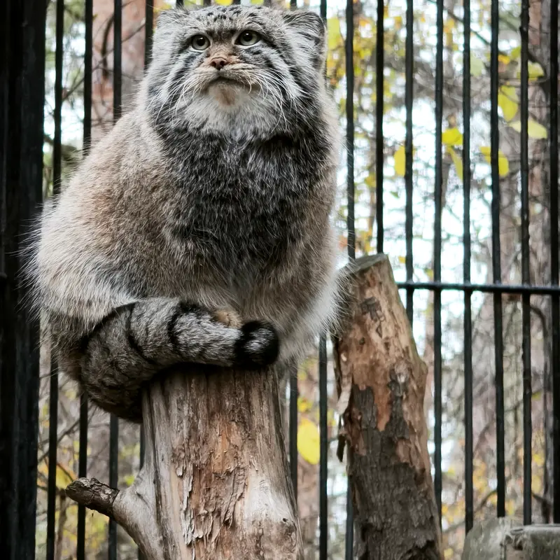A photograph of Sylvester in Novosibirsk Zoo