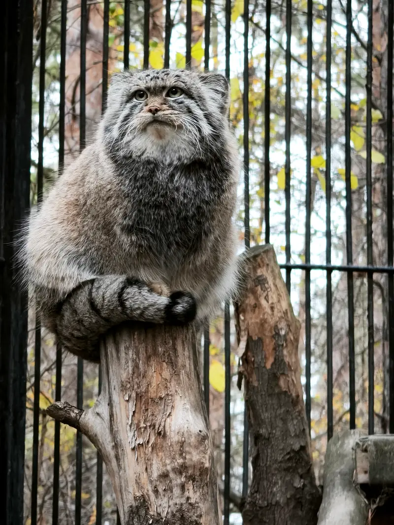 A photograph of Sylvester in Novosibirsk Zoo