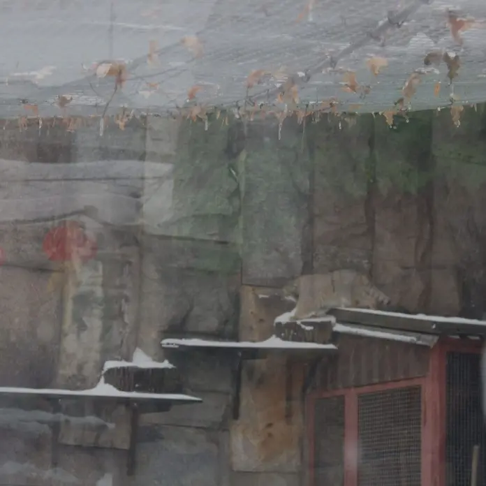 A photograph of Timofey in Moscow zoo