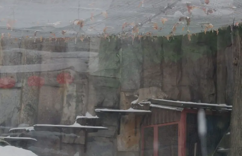 A photograph of Timofey in Moscow zoo