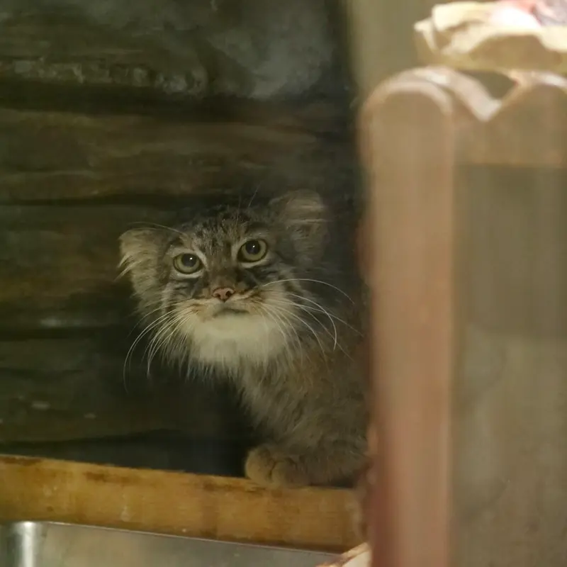 A photograph of Shafran in Ueno Zoological Gardens