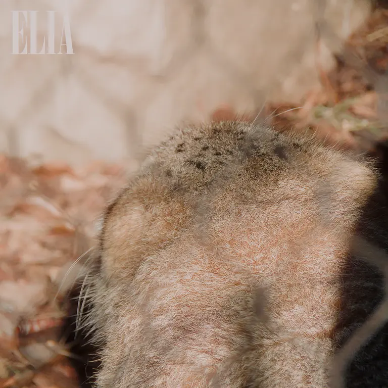 A photograph of Olaf in Calgary Zoo / Wilder Institute