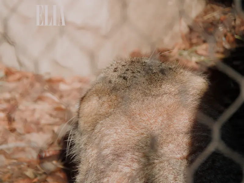 A photograph of Olaf in Calgary Zoo / Wilder Institute