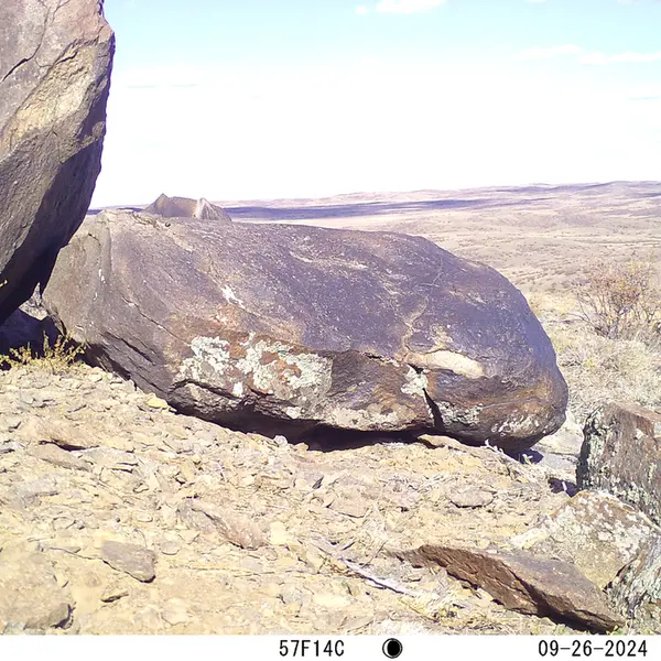 A photograph of Kazakh pika from Koshkar camera trap