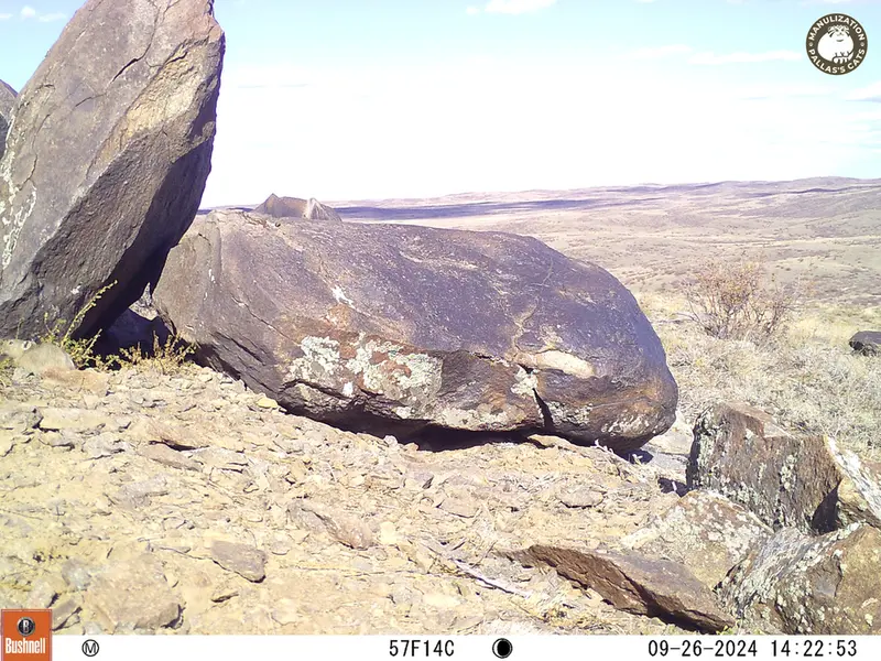A photograph of Kazakh pika from Koshkar camera trap