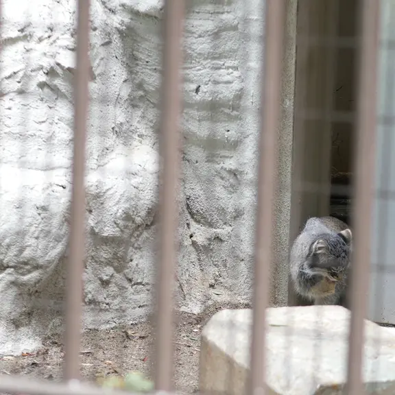 A photograph of a Pallas's cat in Nogeyama Zoo