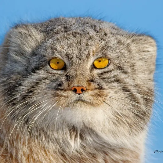 A photograph of a Pallas's cat