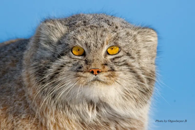 A photograph of a Pallas's cat