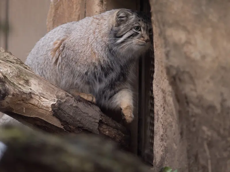 A photograph of Nagomu in Nasu Animal Kingdom