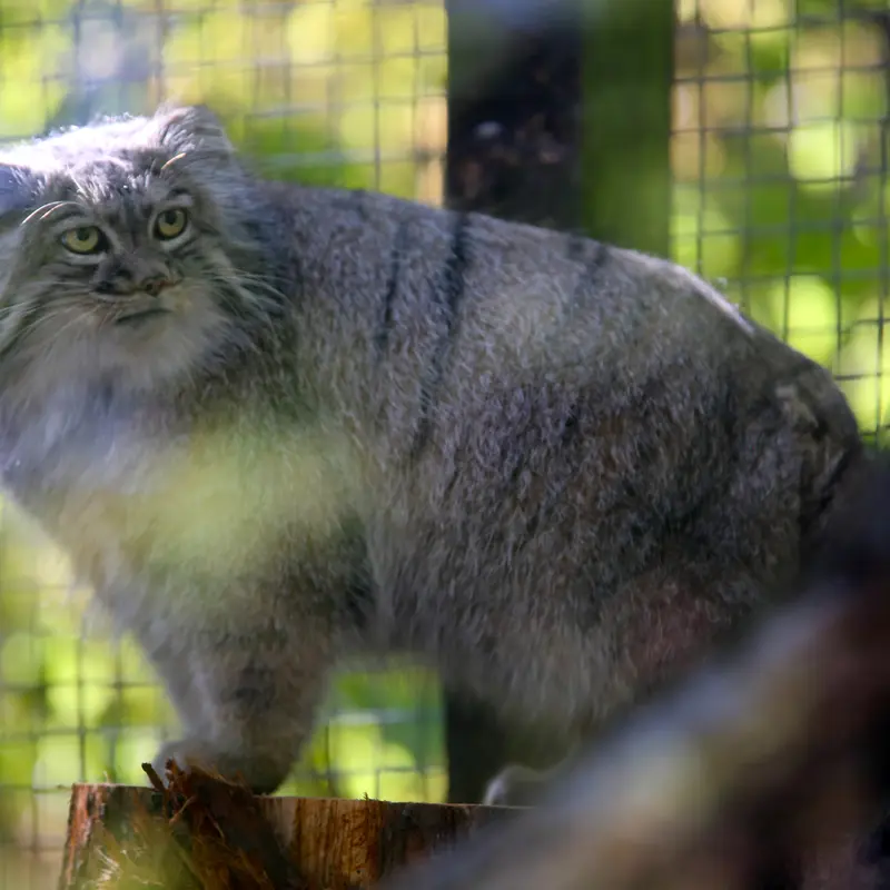 A photograph of Aysen in Košice Zoo