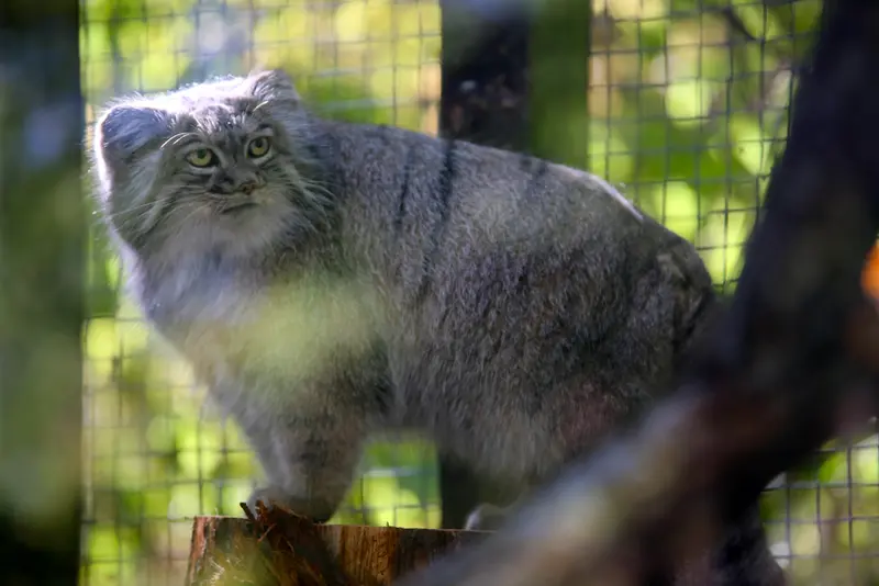 A photograph of Aysen in Košice Zoo