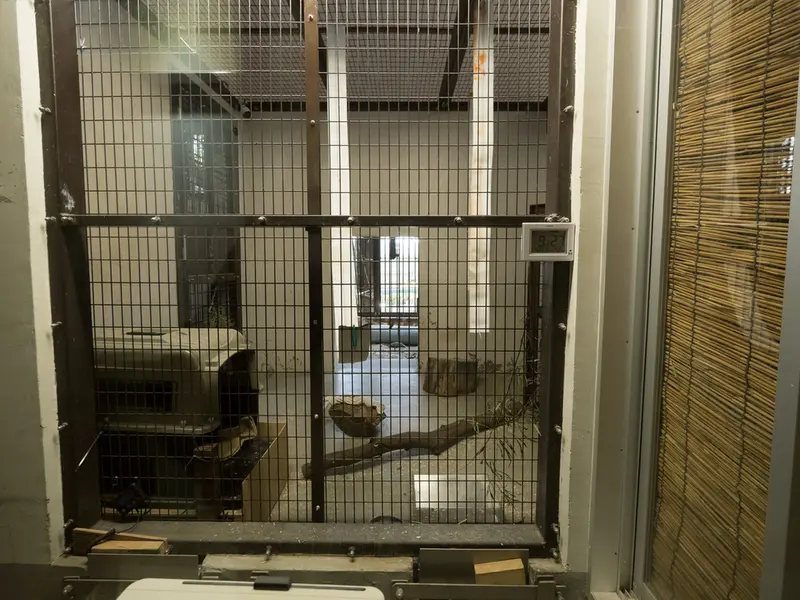 A photograph of a Pallas's cat in Nogeyama Zoo