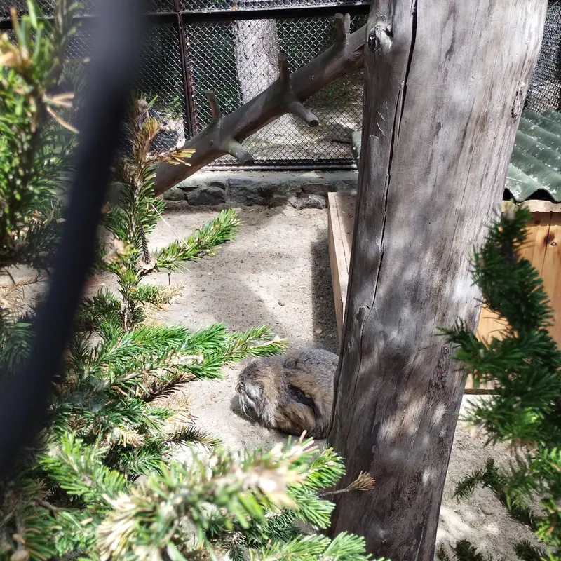 A photograph of Zelenogorsk in Novosibirsk Zoo