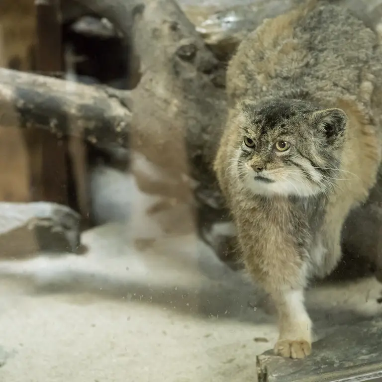 A photograph of Primula in Ueno Zoological Gardens