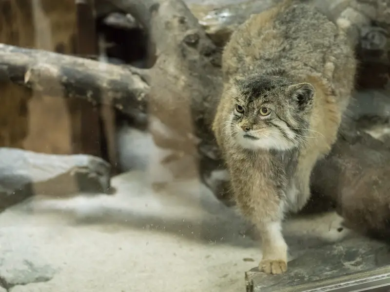 A photograph of Primula in Ueno Zoological Gardens