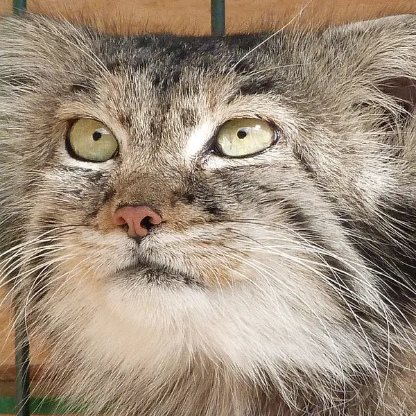 A photograph of Pepe in Barnaul zoo “Lesnaya skazka”