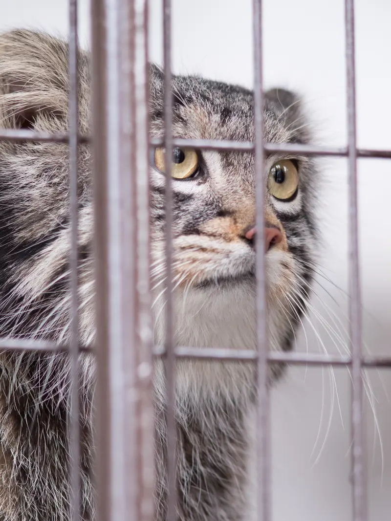 A photograph of Figa in Nogeyama Zoo