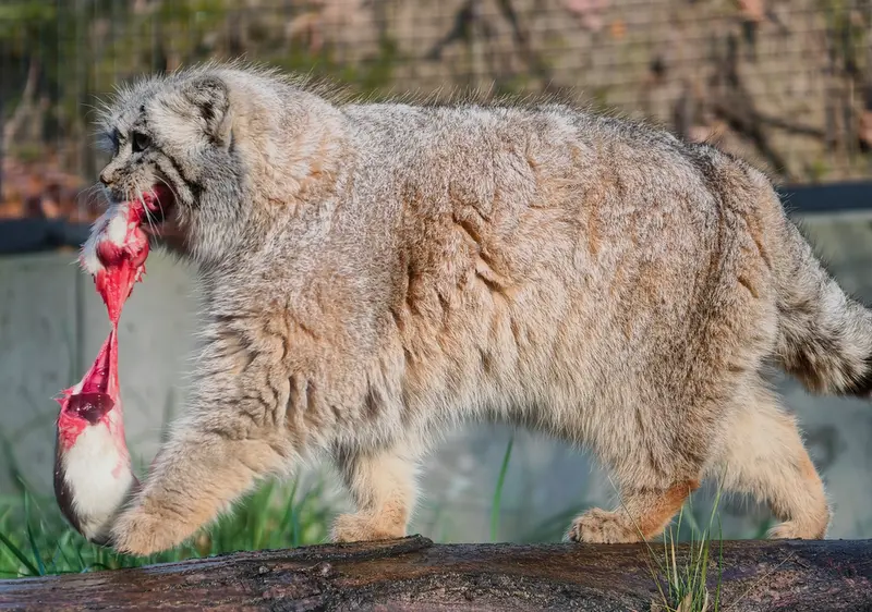 A photograph of Ula in Gdansk Zoo