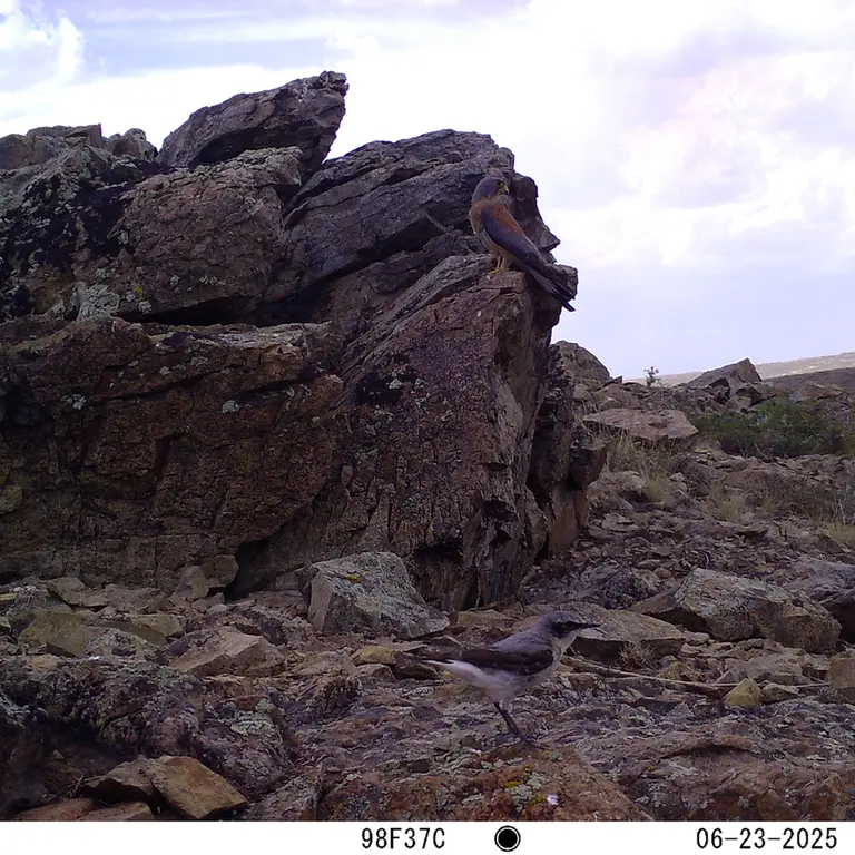 A photograph of a Pallas's cat from Karashoky [new] camera trap
