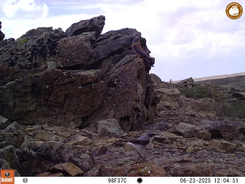 A photograph of a Pallas's cat from Karashoky [new] camera trap