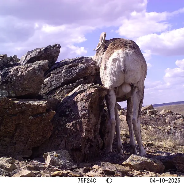 A photograph of Argali from Karashoky camera trap