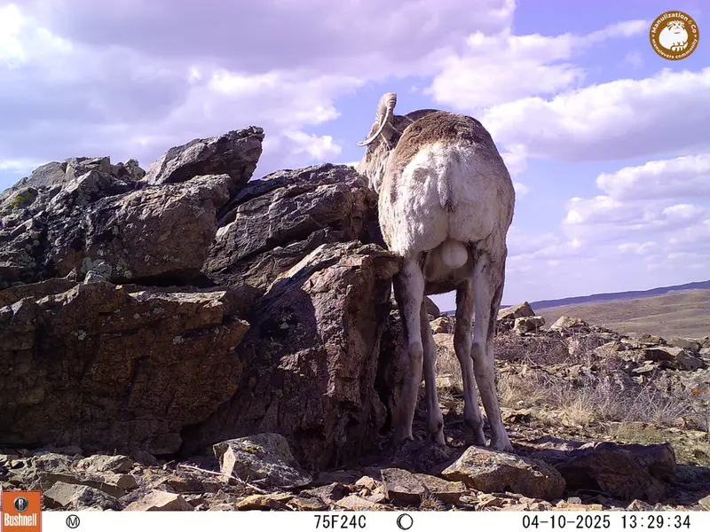 A photograph of Argali from Karashoky camera trap