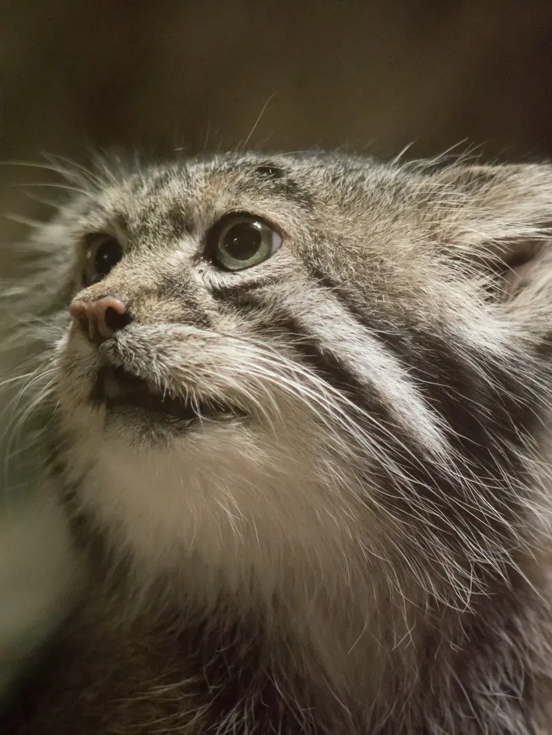 A photograph of Klyon in Ueno Zoological Gardens