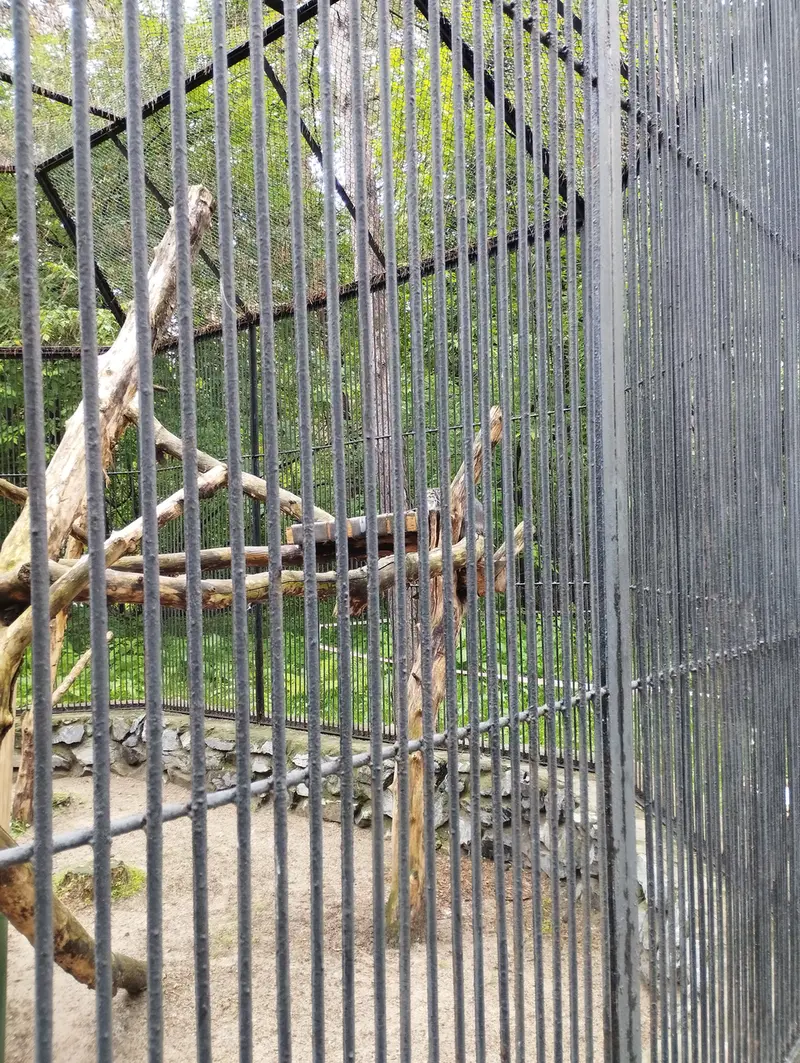 A photograph of a Pallas's cat in Novosibirsk Zoo
