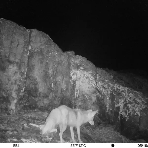 A photograph of Red fox from Aktas-Kunkora camera trap