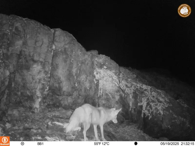 A photograph of Red fox from Aktas-Kunkora camera trap