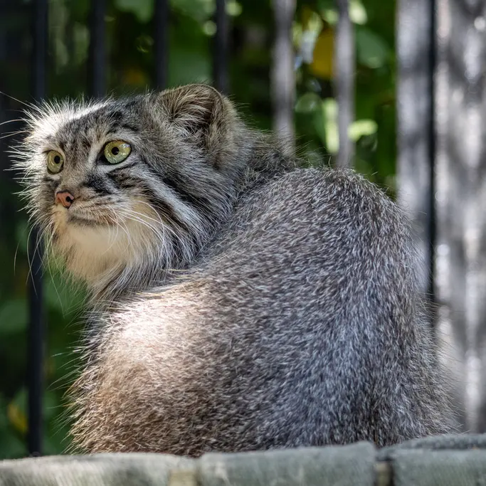 A photograph of Gabi in Novosibirsk Zoo