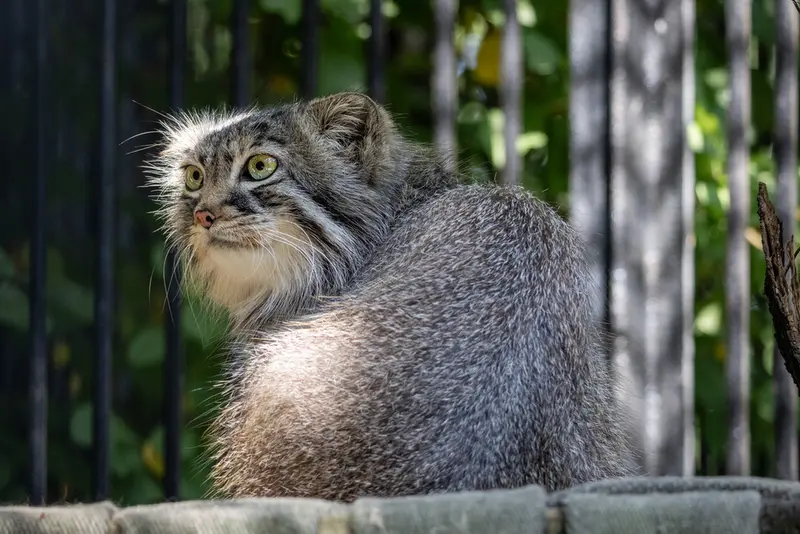 A photograph of Gabi in Novosibirsk Zoo